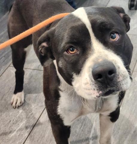 Pecos - Male - Pit Bull-Mix