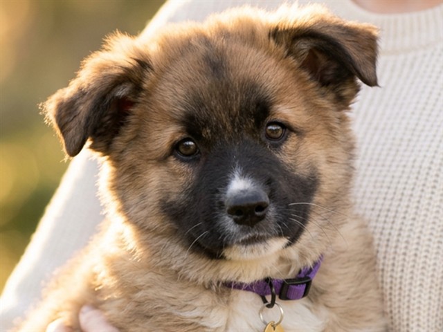 Teddy - Male - German Shepherd-Mix