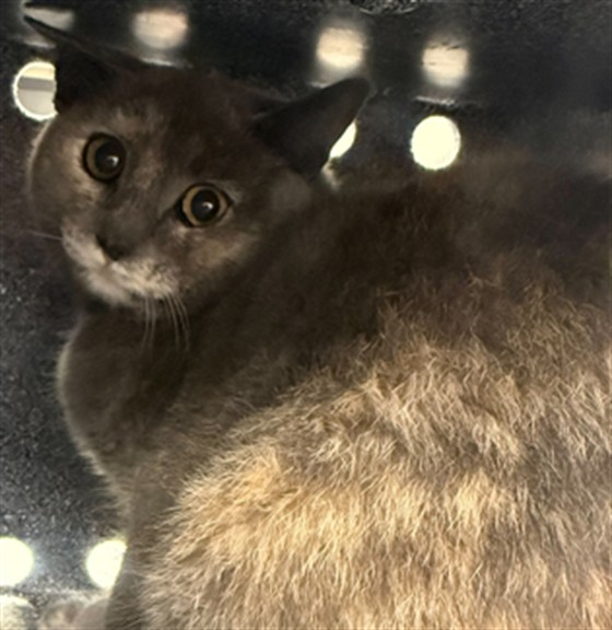  - Unknown - Domestic SH