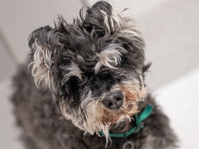 Leena - Female - Miniature Schnauzer