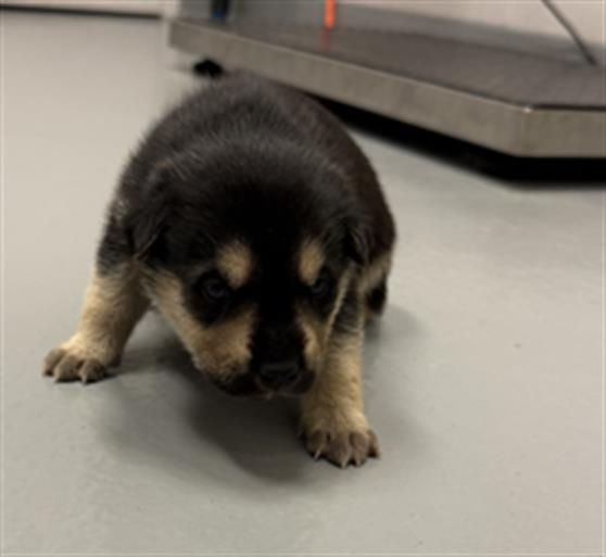 Pup 1 - Male - German Shepherd-Rottweiler