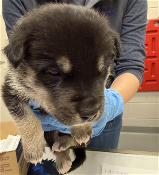 Pup 2 - Male - German Shepherd-Rottweiler