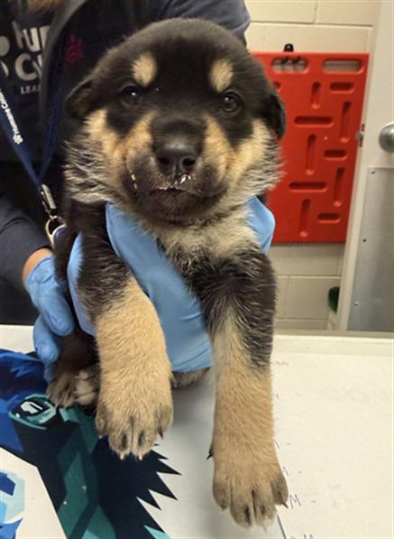 Pup 3 - Male - German Shepherd-Rottweiler