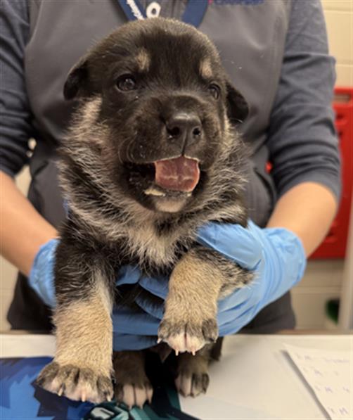 Pup 4 - Male - German Shepherd-Rottweiler