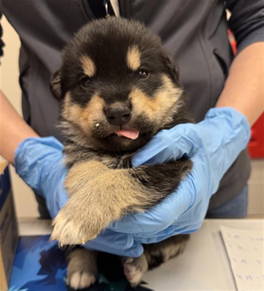 Pup 5 - Male - German Shepherd-Rottweiler