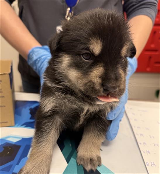 Pup 6 - Male - German Shepherd-Rottweiler