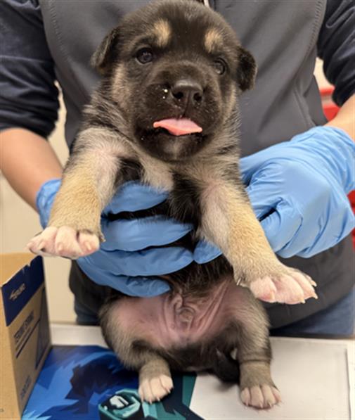 Pup 7 - Male - German Shepherd-Rottweiler