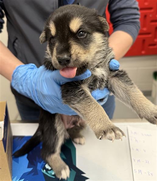 Pup 8 - Male - German Shepherd-Rottweiler