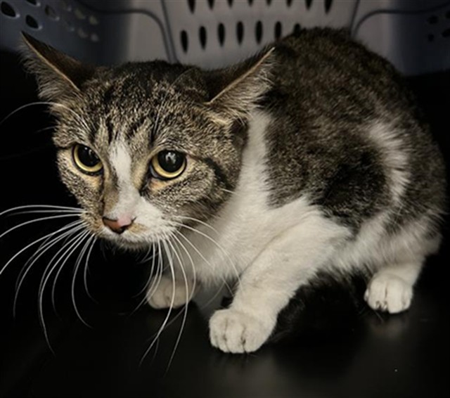 Kayle - Female - Domestic SH