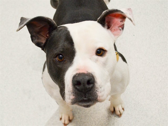 Candy - Female - Pit Bull