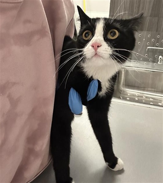 Zoey - Female - Domestic SH