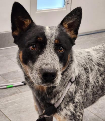  - Male - Australian Cattle Dog