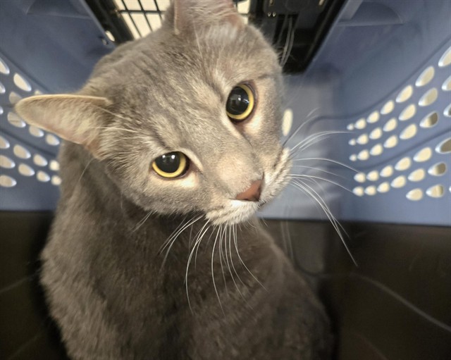 Valentina - Female - Domestic SH