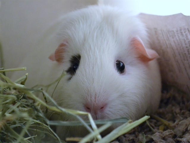 Star - Female - Guinea Pig