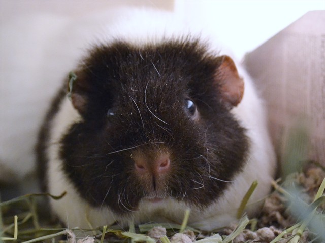 Brownie - Female - Guinea Pig
