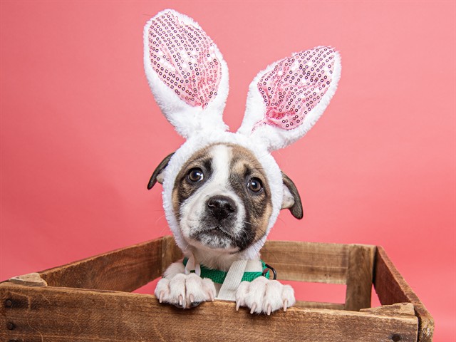 Karen Beverly - Female - German Shepherd