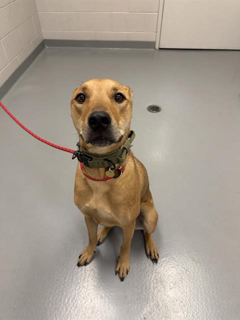 Buddy - Male - Nonspecific