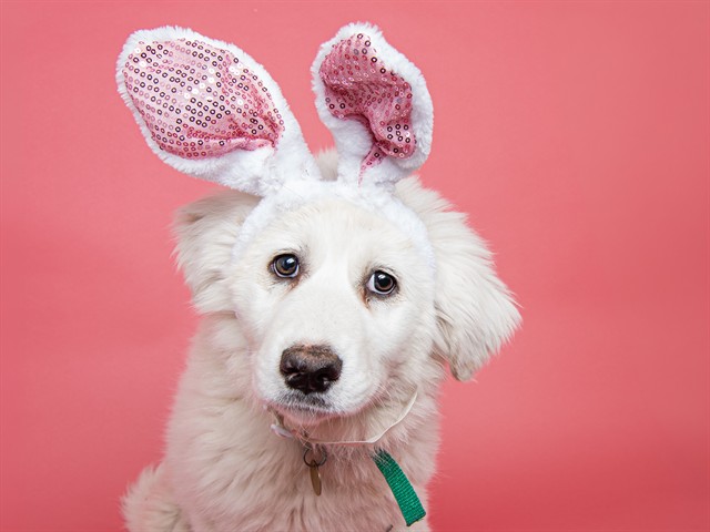 Milky Way - Female - Great Pyrenees-Australian Cattle Dog