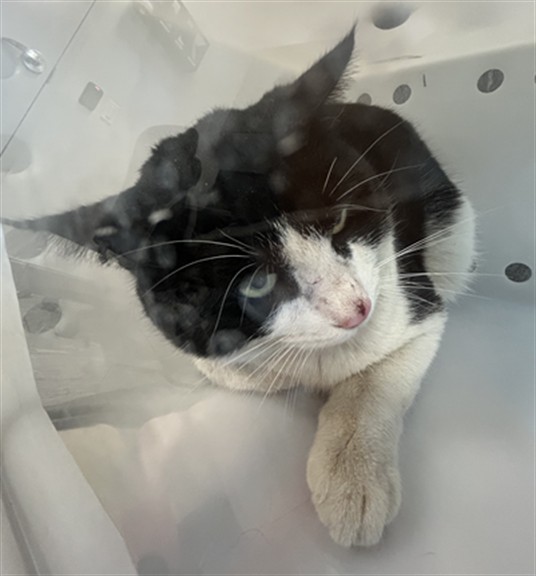  - Male - Domestic SH