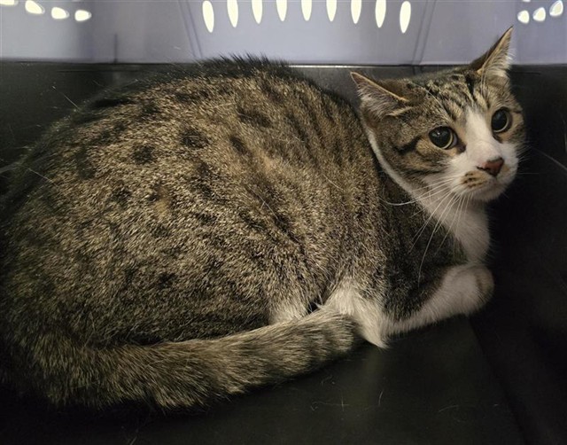  - Male - Domestic SH