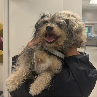 Chucky Girl - Female - Terrier-Mix