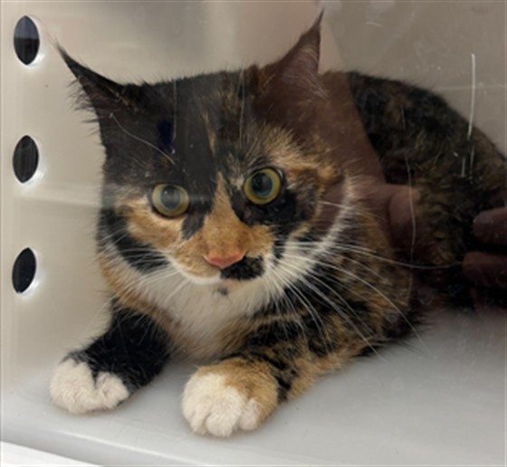  - Female - Domestic SH