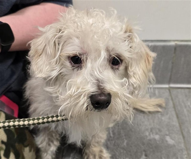  - Male - Miniature Poodle