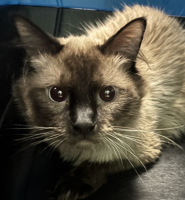 Eden - Male - Domestic LH