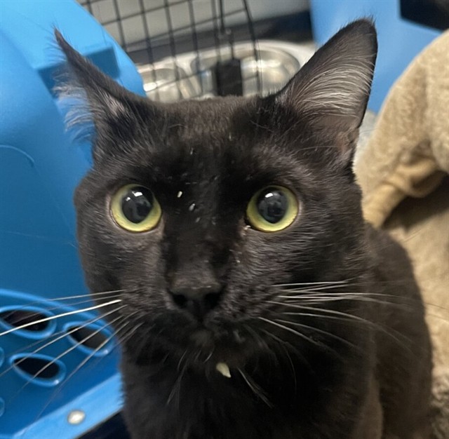 Nibbler - Male - Domestic SH