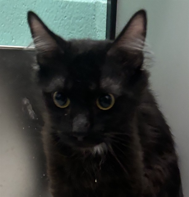 Neb - Male - Domestic SH