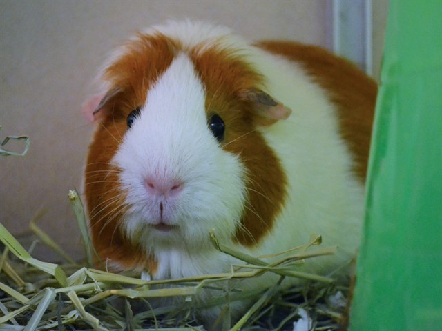 Kiki - Female - Guinea Pig