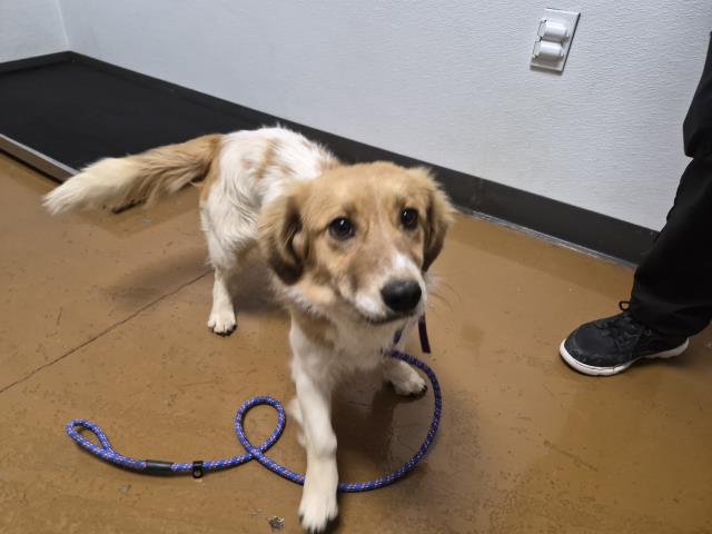  - Male - Long-haired Dachshund-Mix