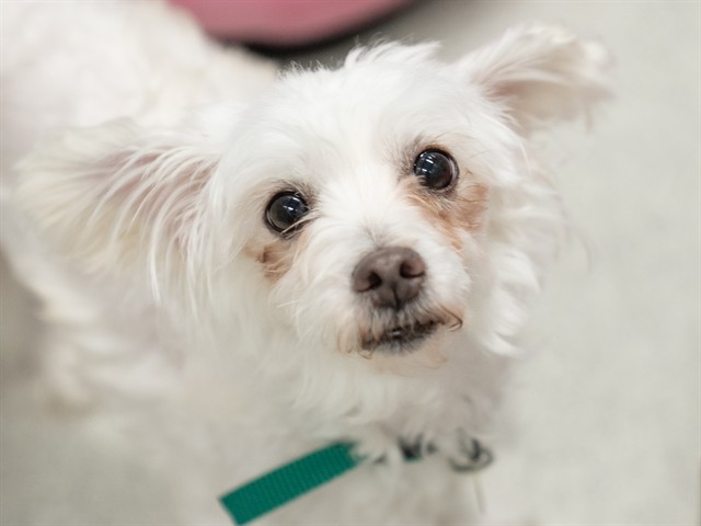 Bella - Female - Maltese