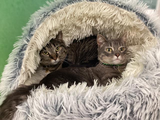 Minnie - Female - Domestic SH