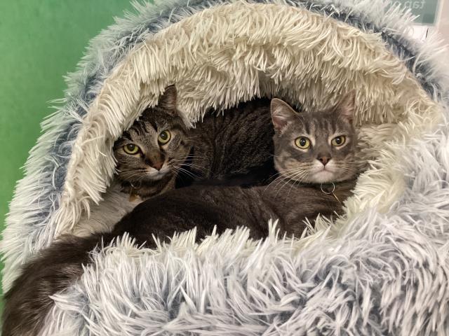 Kitty - Female - Domestic SH