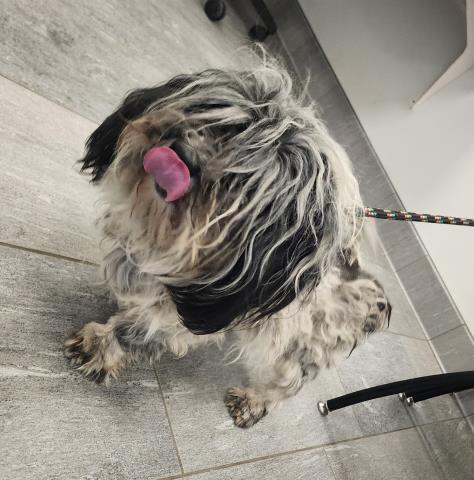 Sammy - Male - Nonspecific