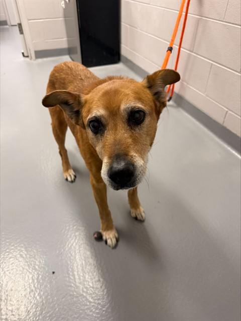 Camden - Male - Labrador Retriever-Mix