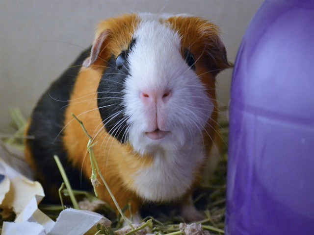 Luna - Female - Guinea Pig