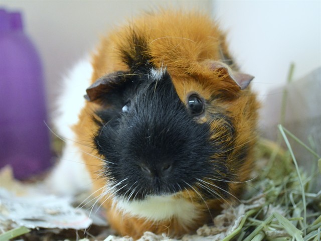 Yuei - Female - Guinea Pig