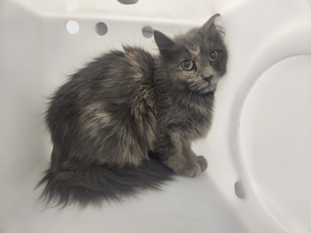  - Unknown - Domestic SH