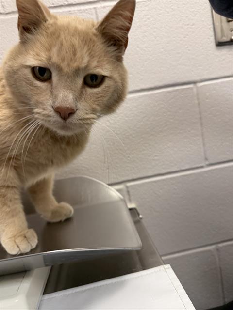  - Male - Domestic SH