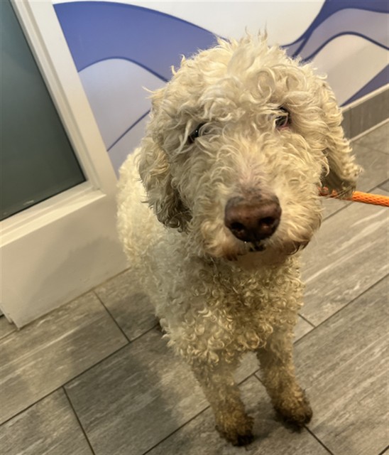  - Female - Standard Poodle-Mix