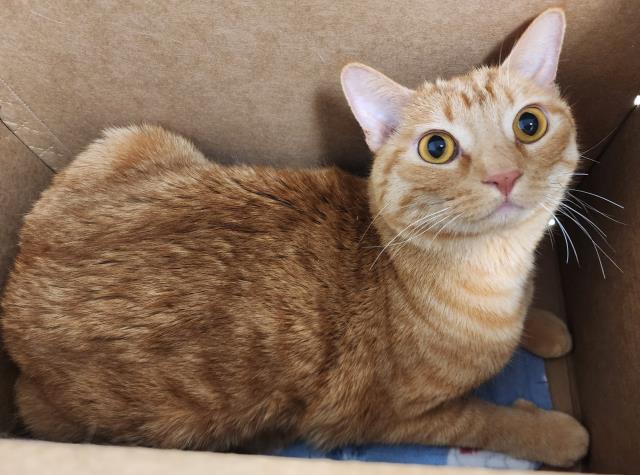  - Female - Domestic SH