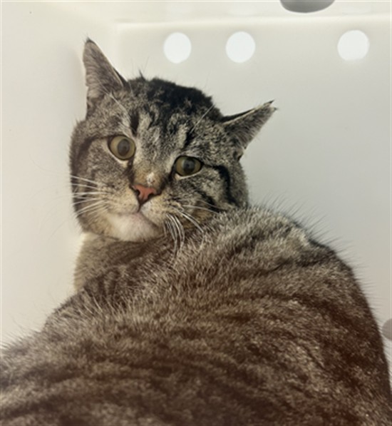  - Unknown - Domestic SH