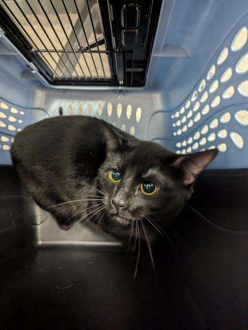  - Male - Domestic SH