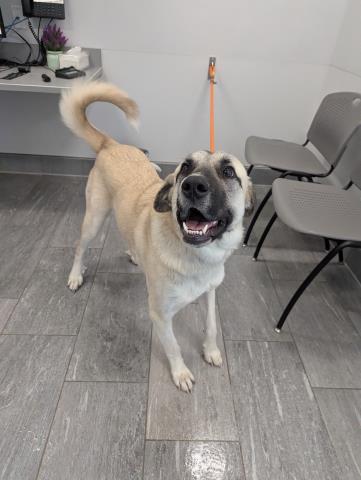  - Female - Anatolian-Mix