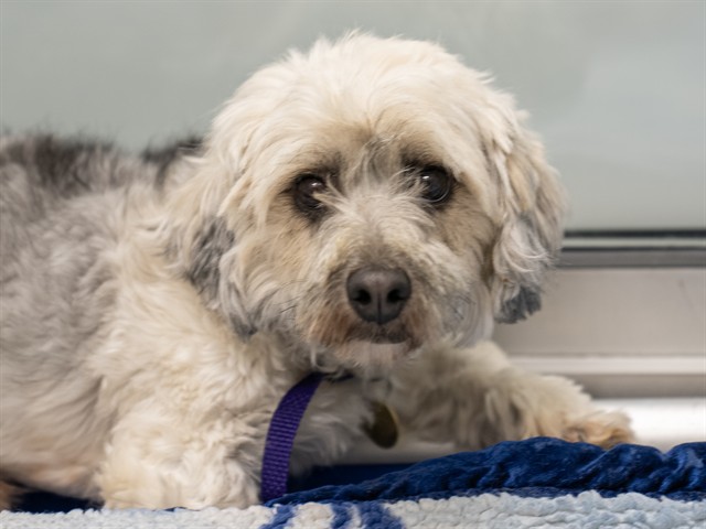 Steven - Male - Silky Terrier-Yorkshire Terrier