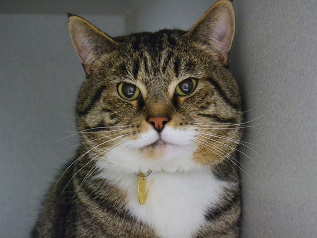 River - Male - Domestic SH