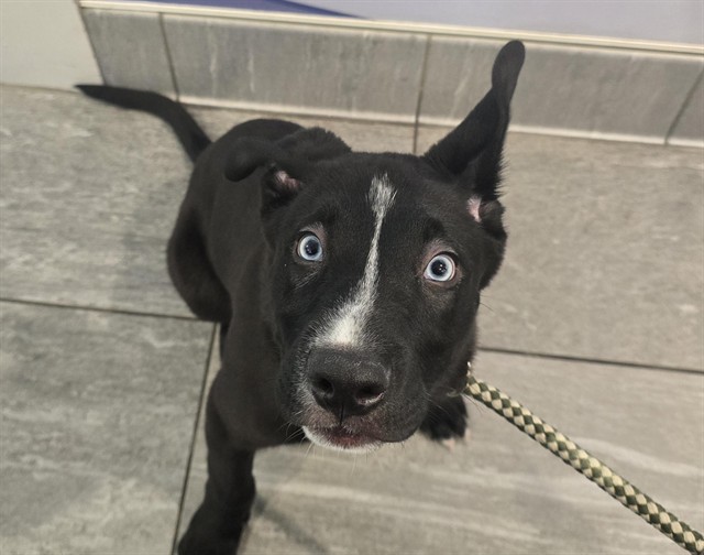  - Male - Siberian Husky-Mix