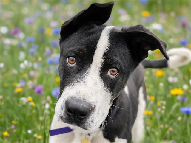 Domino - Male - Nonspecific